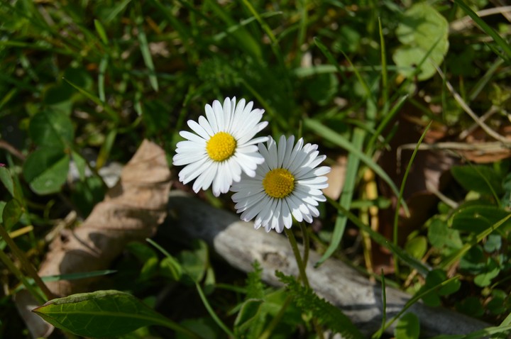 Buttercups