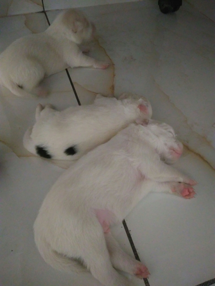 puppies!!!!