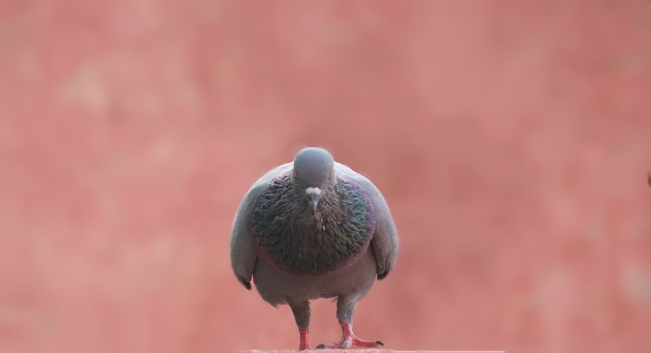 pigeon posing