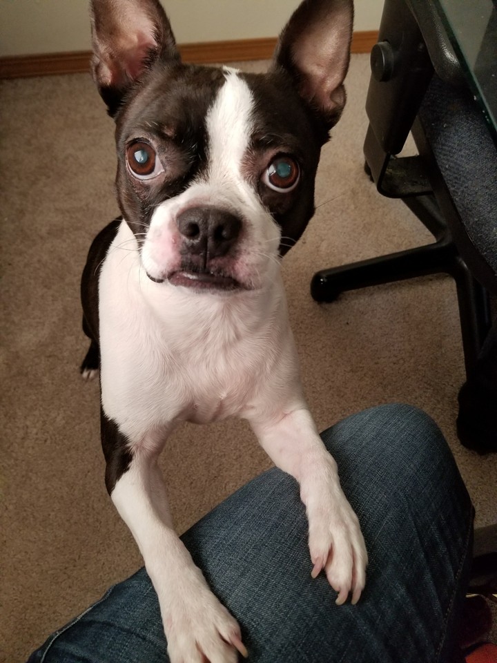 Boston Terrier