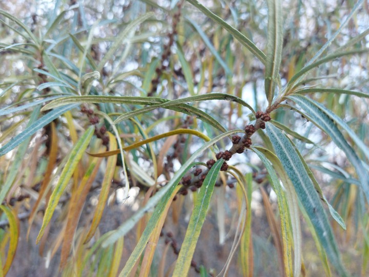 sea-buckthorn