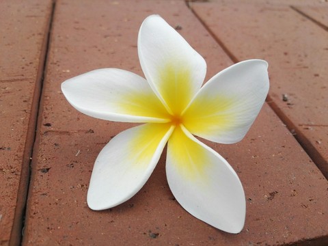 Frangipani
