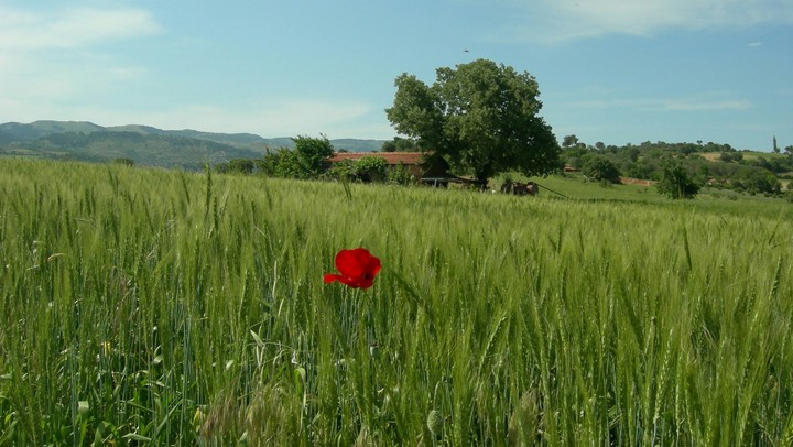 Gelincik