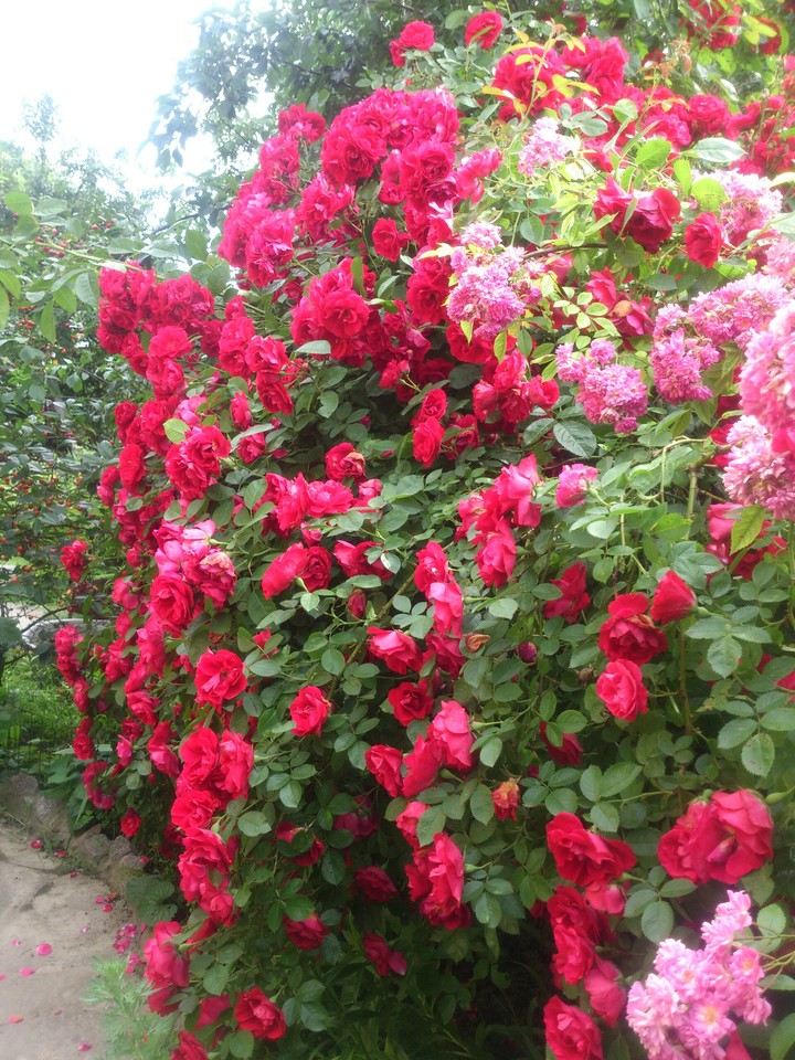 roses
