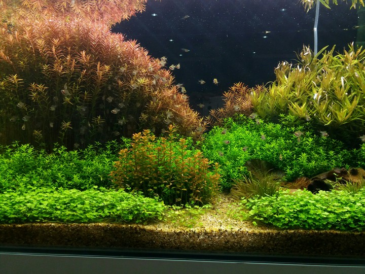 fishbowl