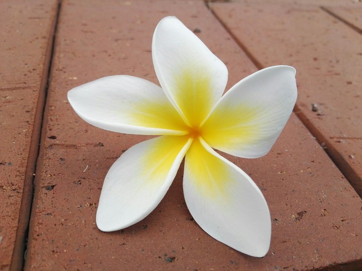 Frangipani