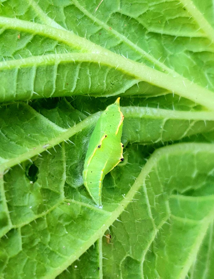 번데기