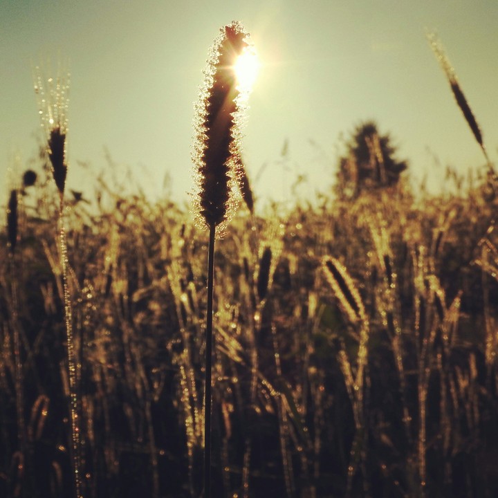 Sunshine in the morning.