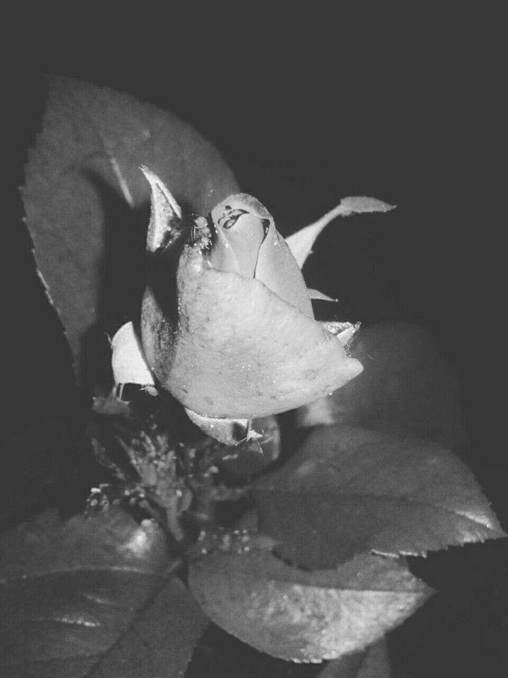 Night Beauty