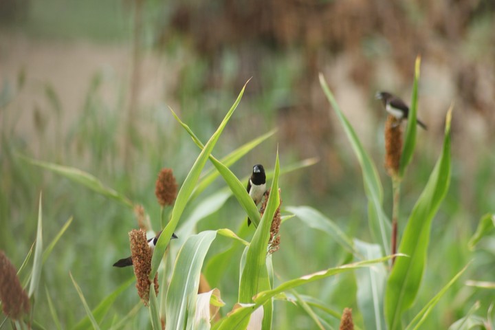 Flock