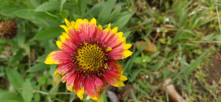 flower