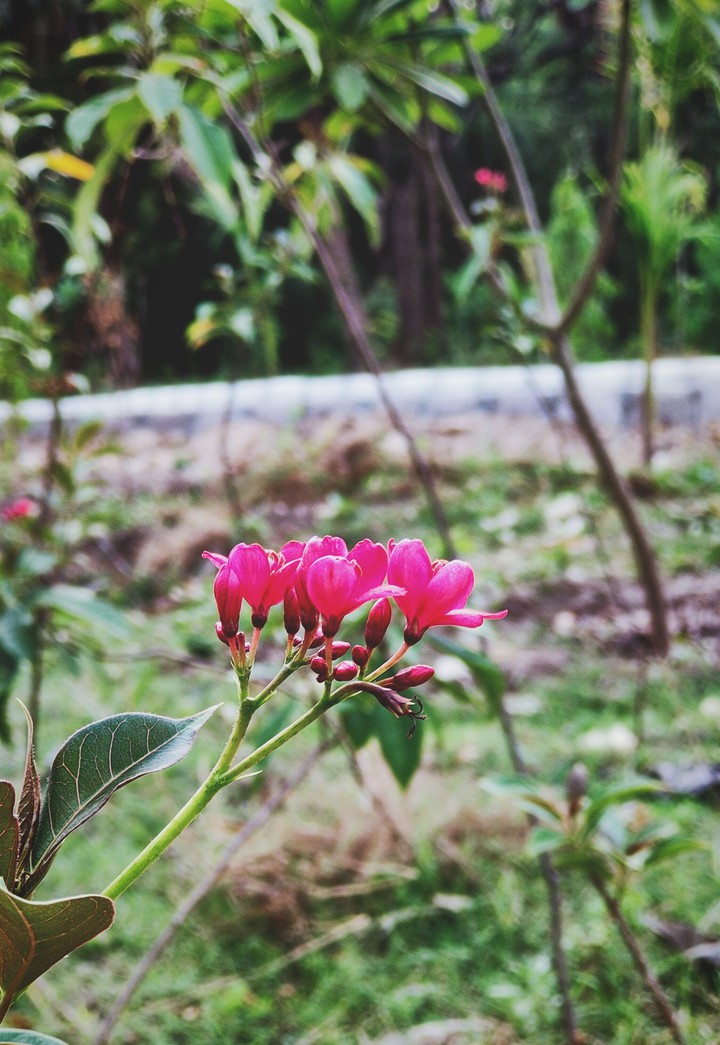 flower