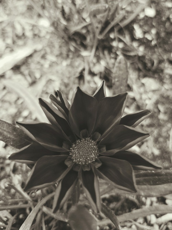black flower