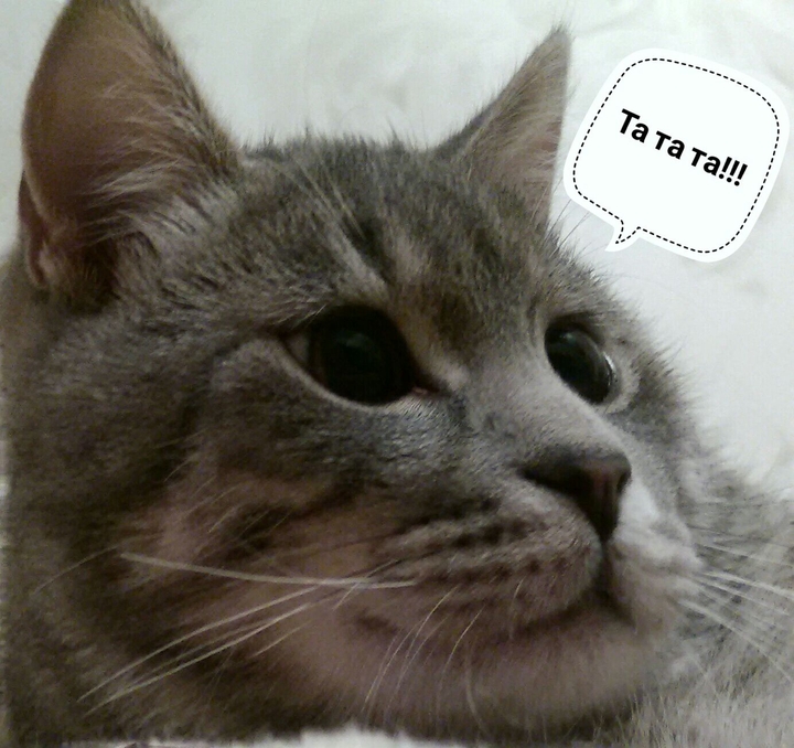 кот