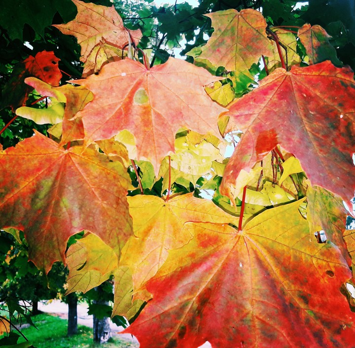 Colorful leaves