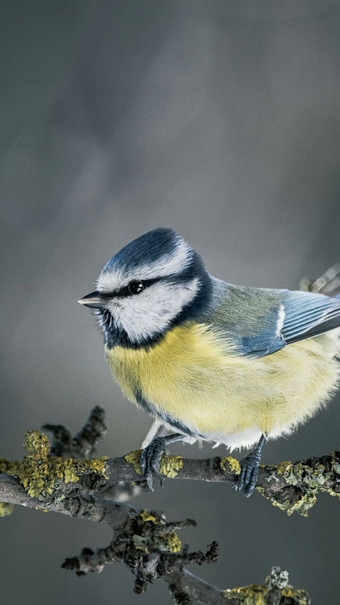 bird, plant वॉलपेपर