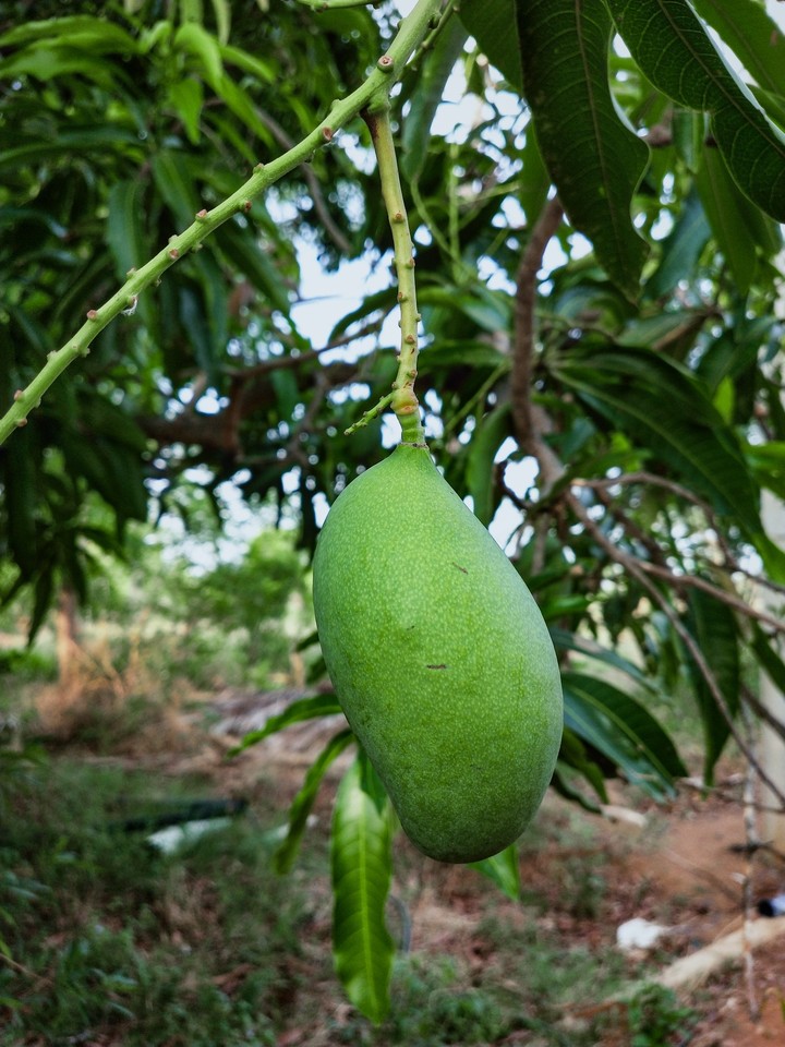 Mango