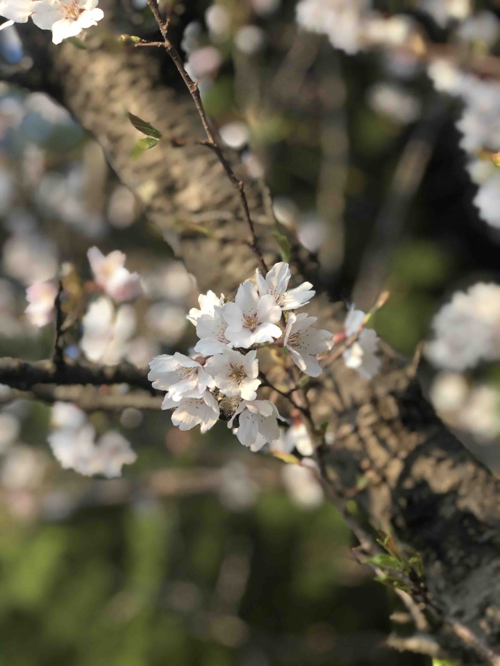 cherry blossom in south korea