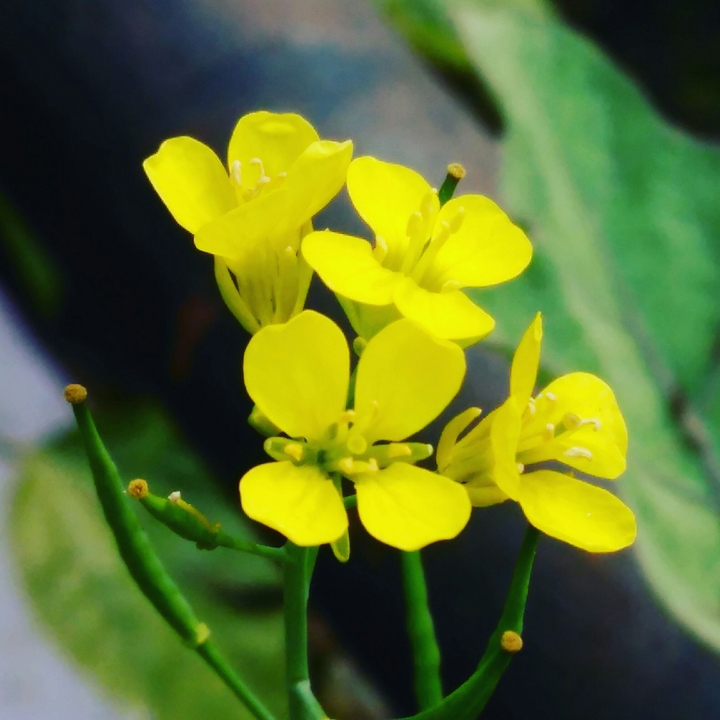 yellow flowers
