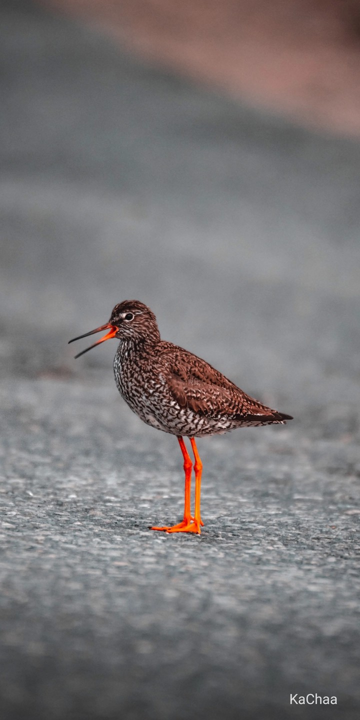 beautiful bird
