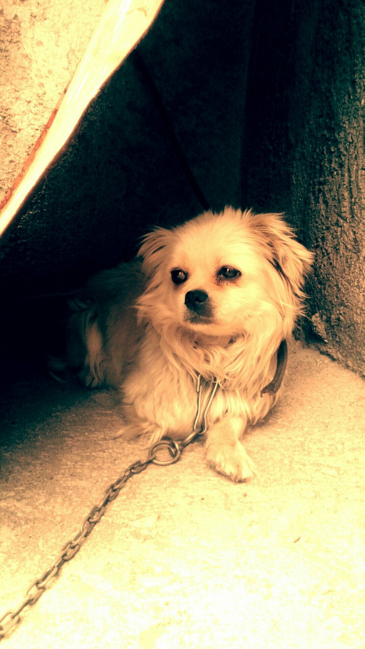 dany
