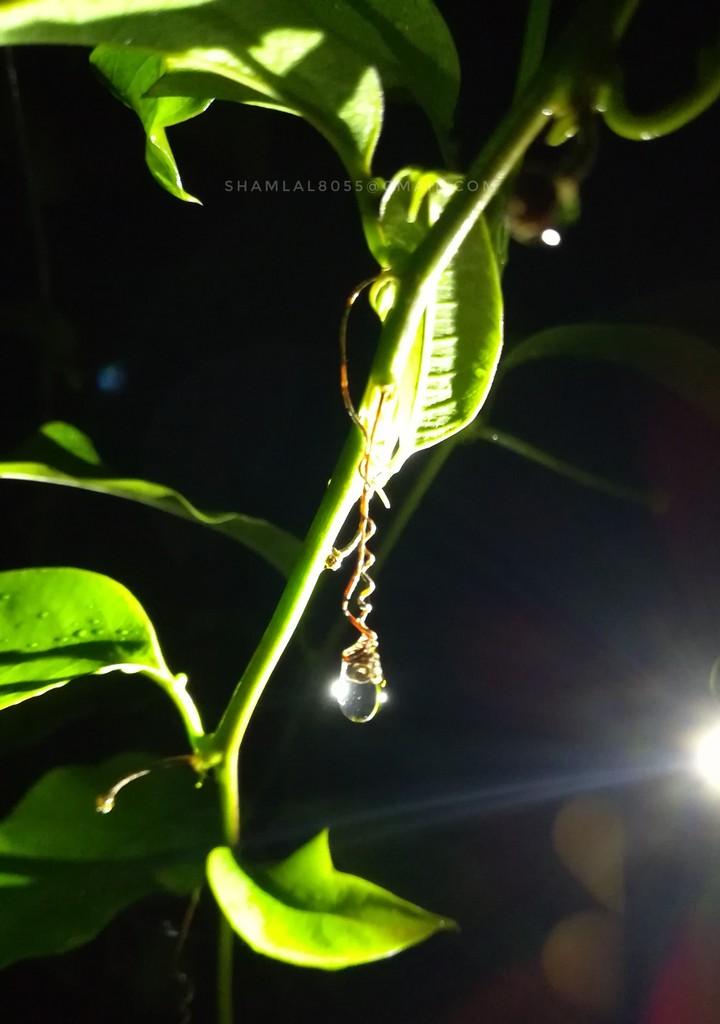 Rain drop