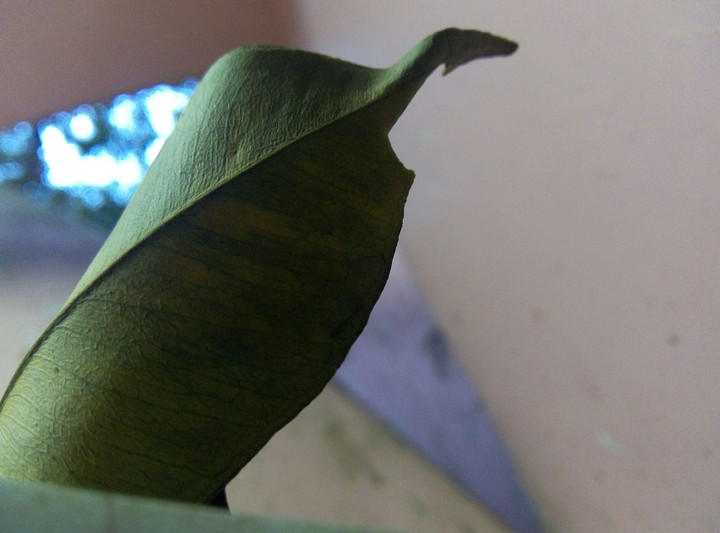 Leaf shot
