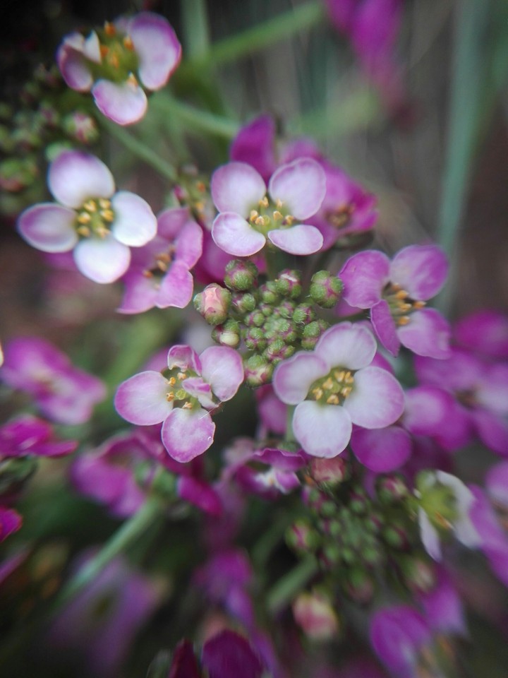 micro flowers