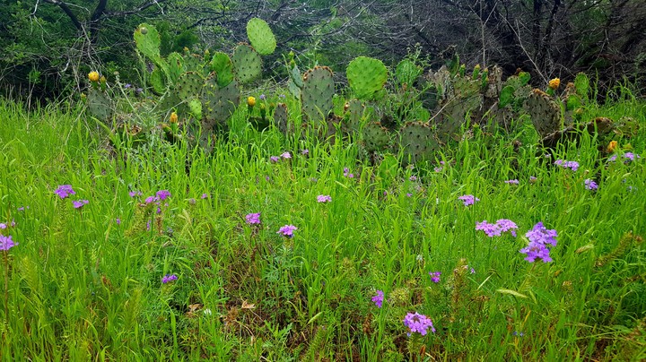 Texas prickly pear cactus in bloom and spring flowers
