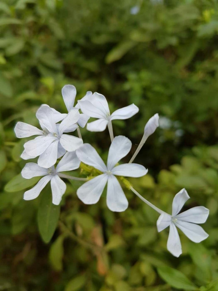 Beautiful flowers