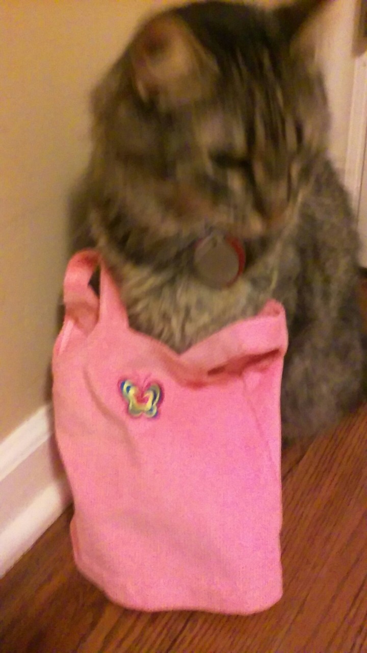 Cat wearing clothing