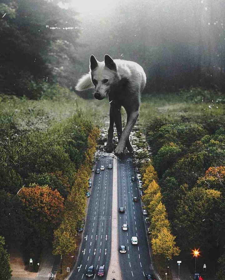 townwolf