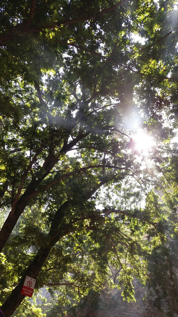 nature