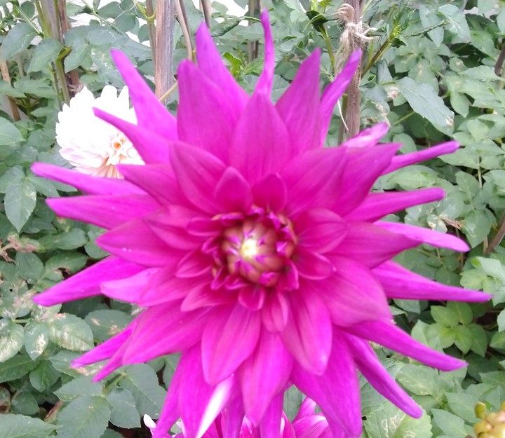 flower gg
