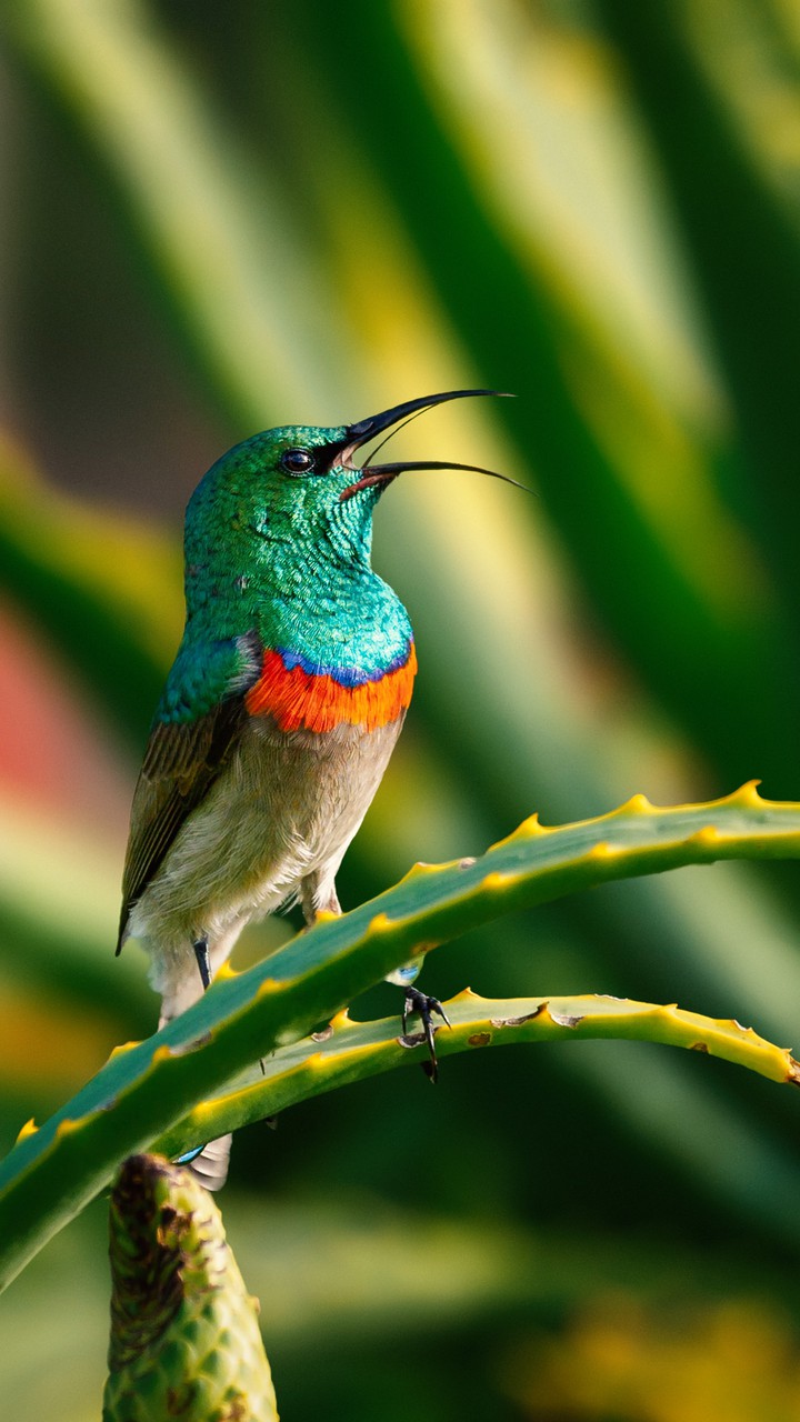 bird