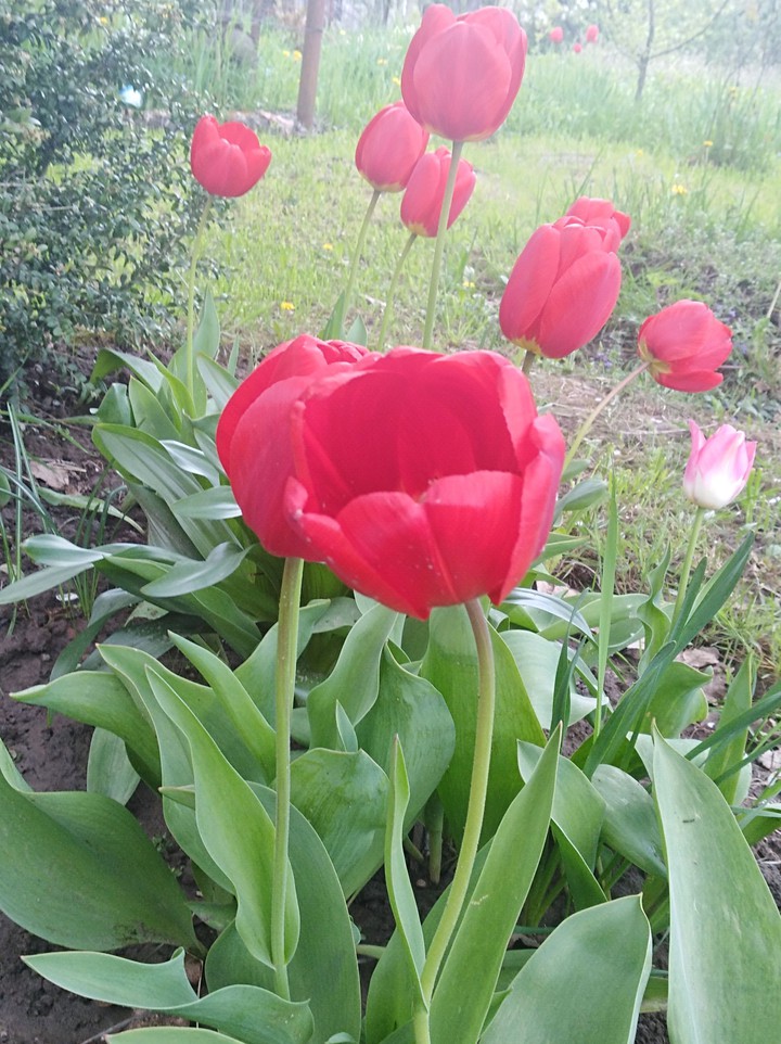 tulp
