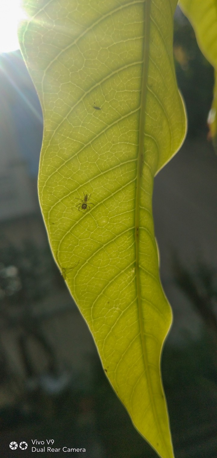 spidey