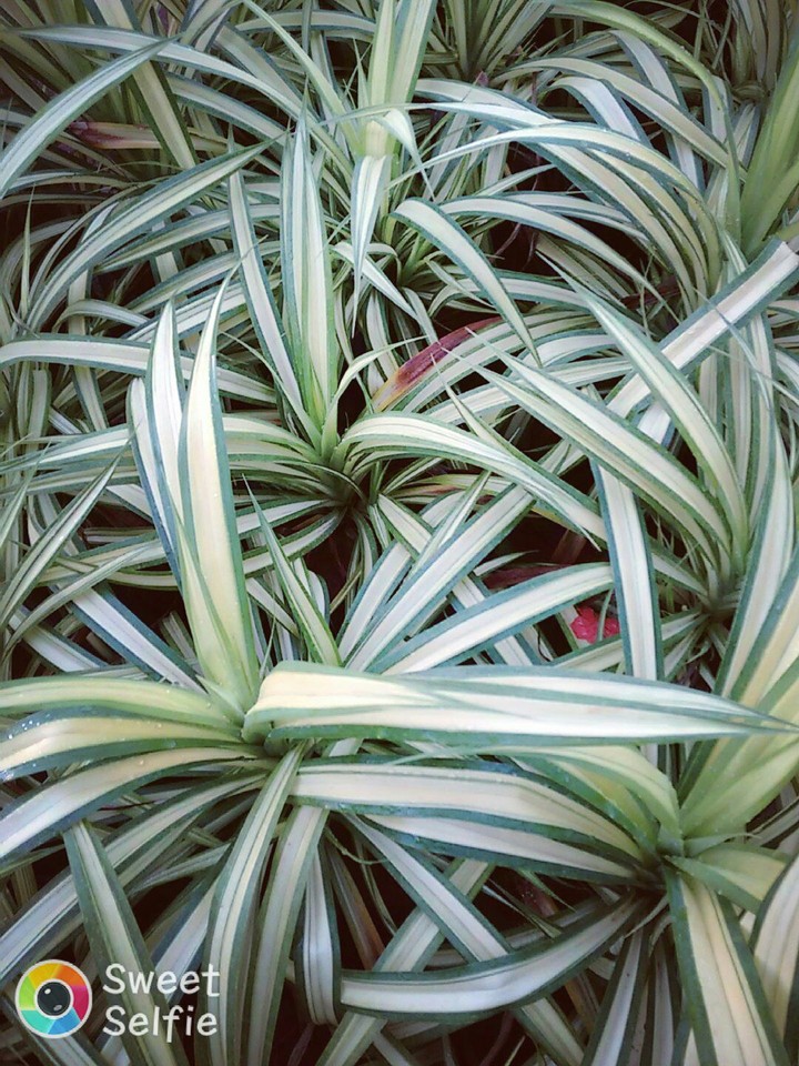 plants