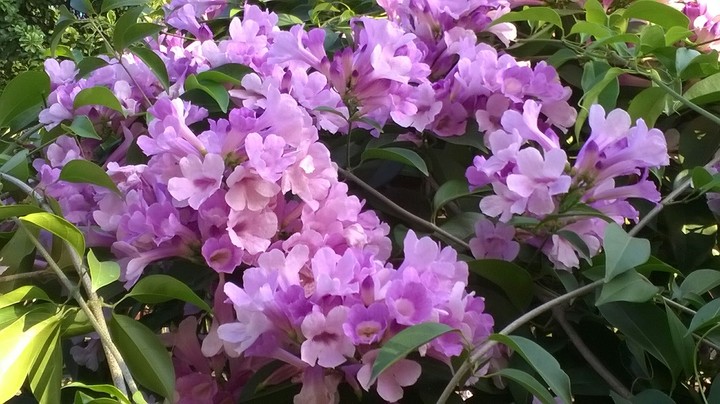 Purple bloom!