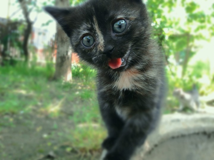 cat smile