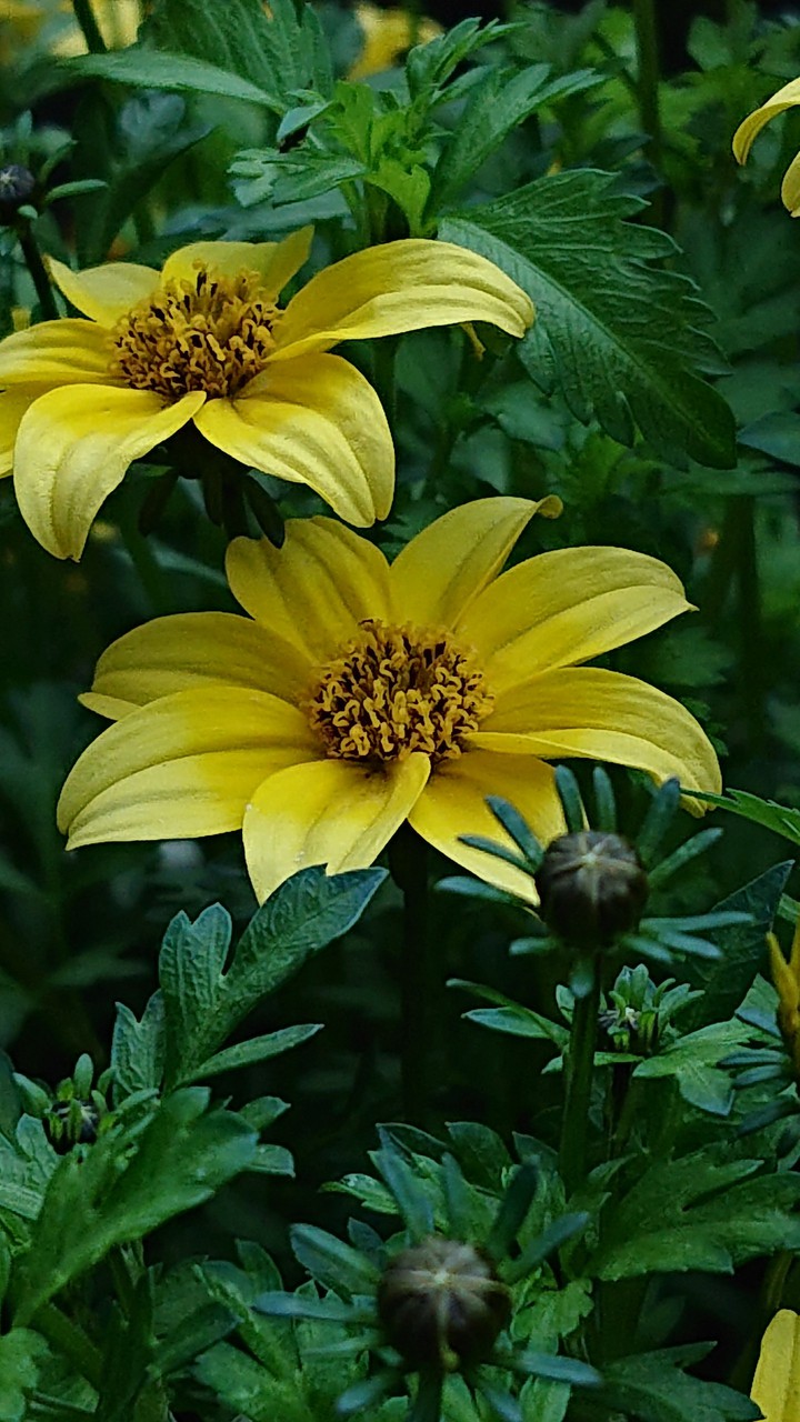 yellow