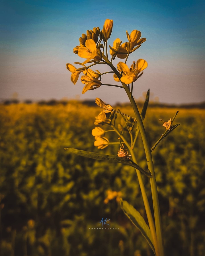 Nature