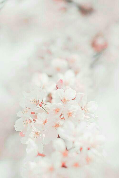 hình nền Blossom, flower