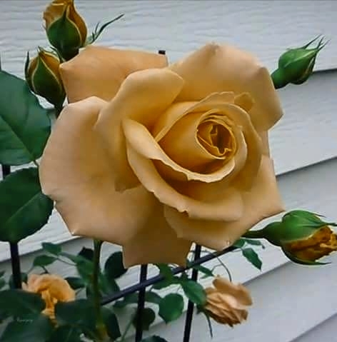 flower#roses#fascinating