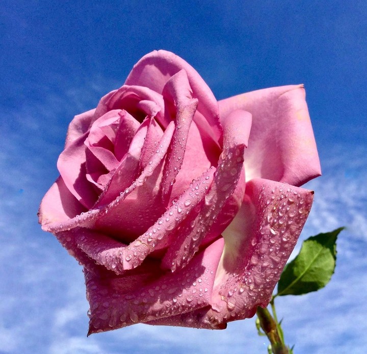 Roses