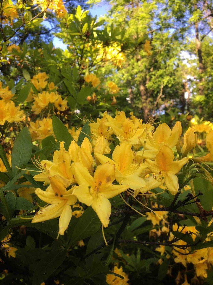 yellow may