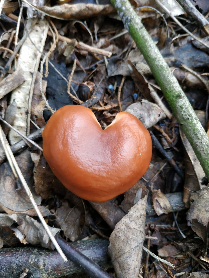 heart mushroom