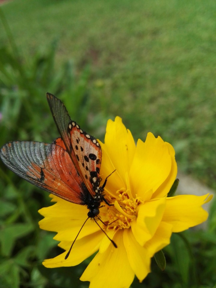 Garden Arcraea (Acraea horta)