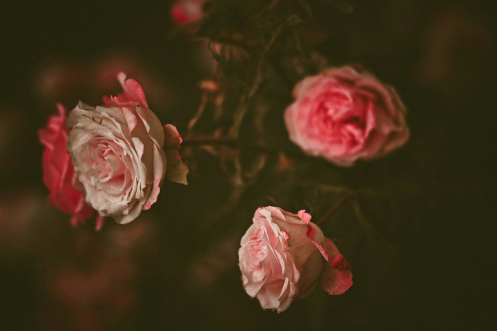 Lust autumn roses