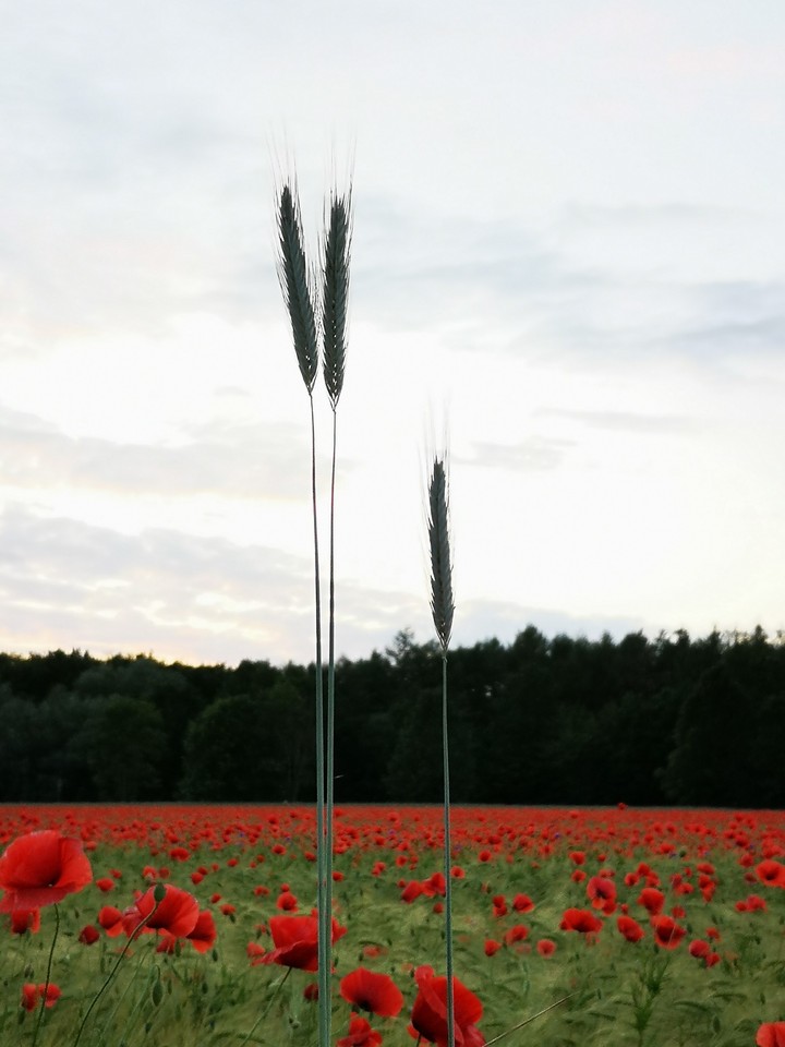 Roggenhalme über Mohnbumenfeld